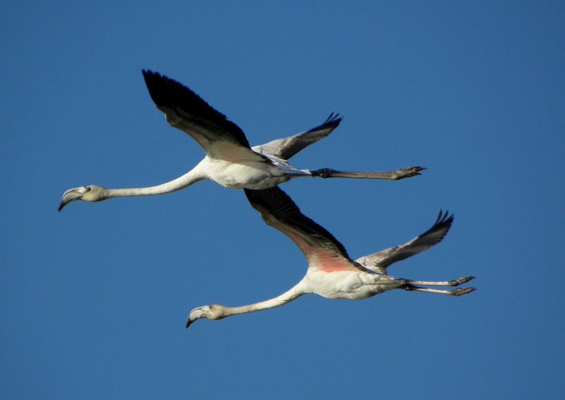 Fenicotteri